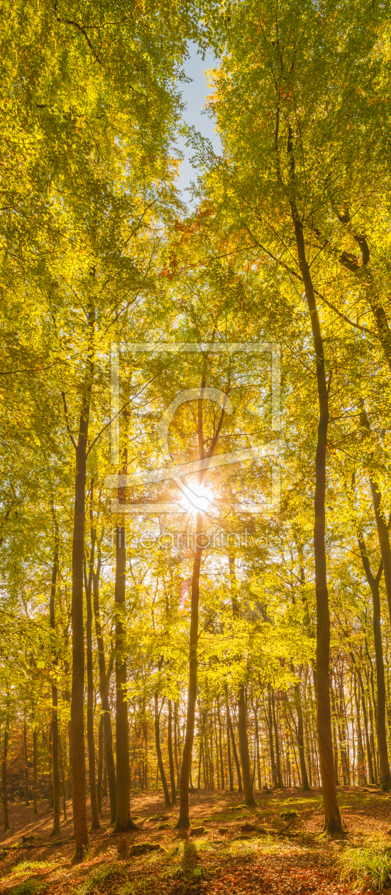 Bild-Nr.: 11835583 Herbstfarben erstellt von Fototommi