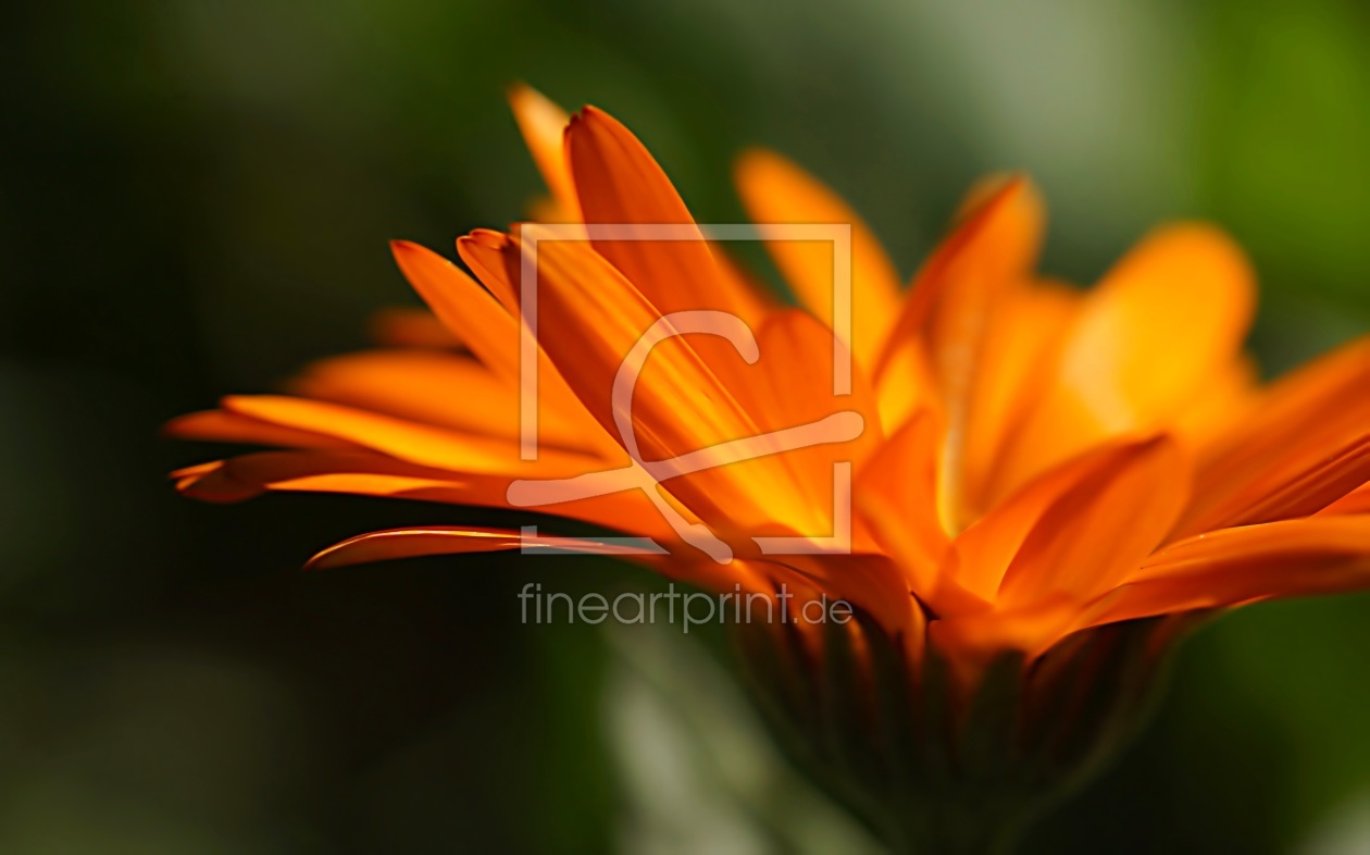 Bild-Nr.: 11835641 Calendula erstellt von MoNoir