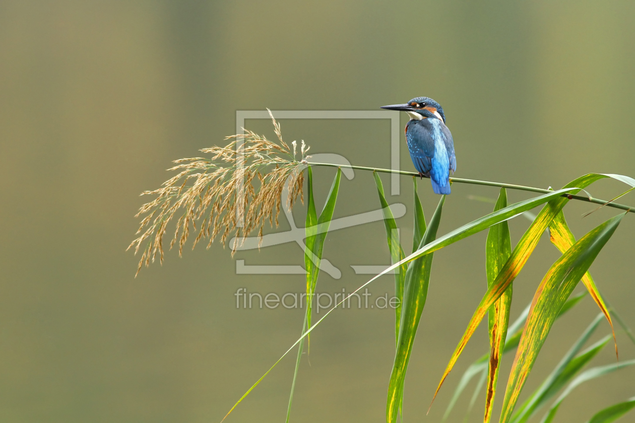 Bild-Nr.: 11836449 Eisvogel erstellt von WildlifePhotography