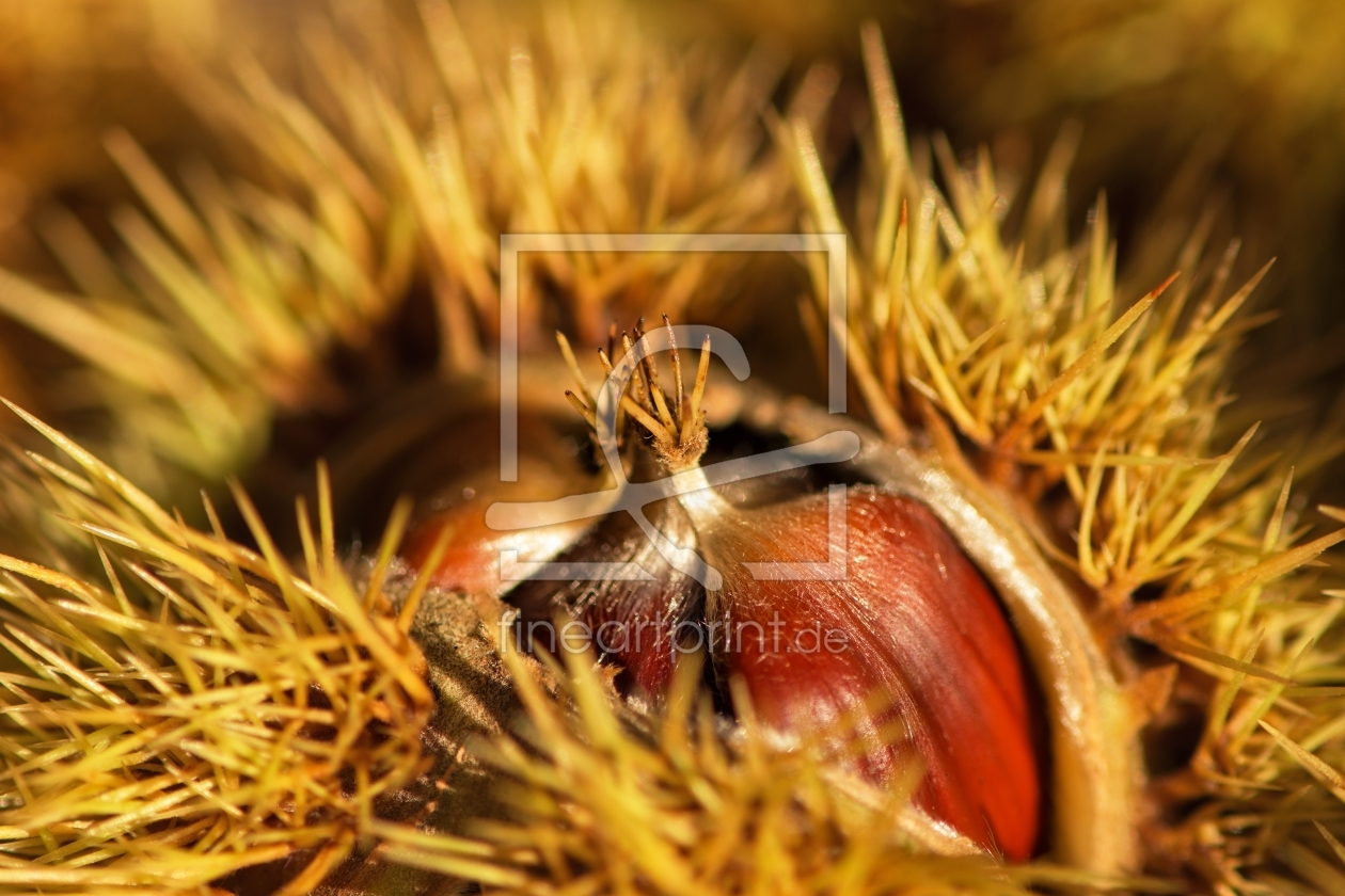 Bild-Nr.: 11836467 Kastanien Makro erstellt von Nordbilder