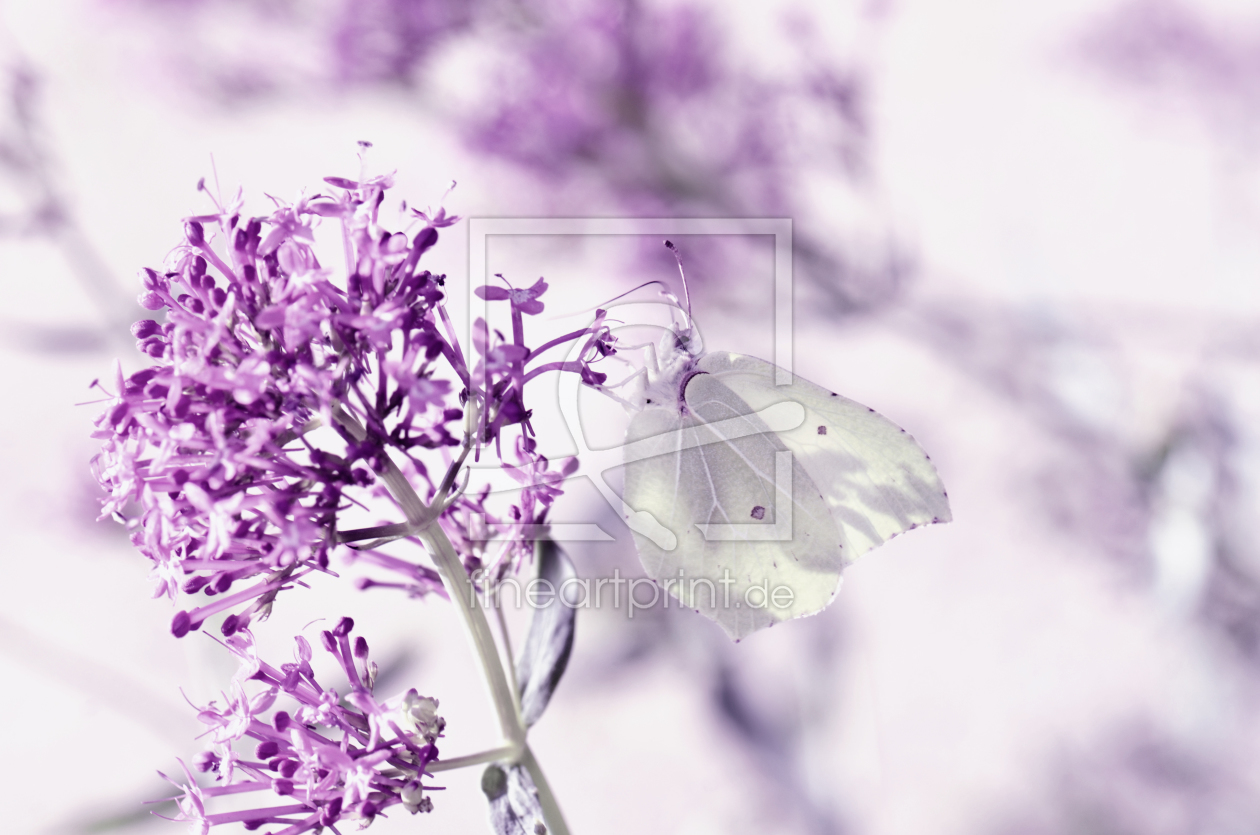 Bild-Nr.: 11836855 Schmetterling erstellt von Atteloi