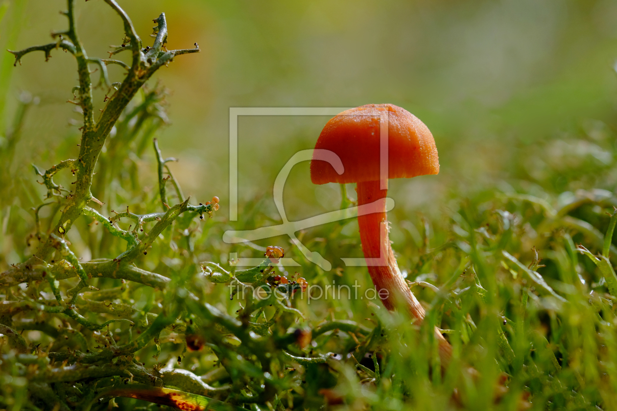 Bild-Nr.: 11837357 Pilzchen erstellt von Ostfriese