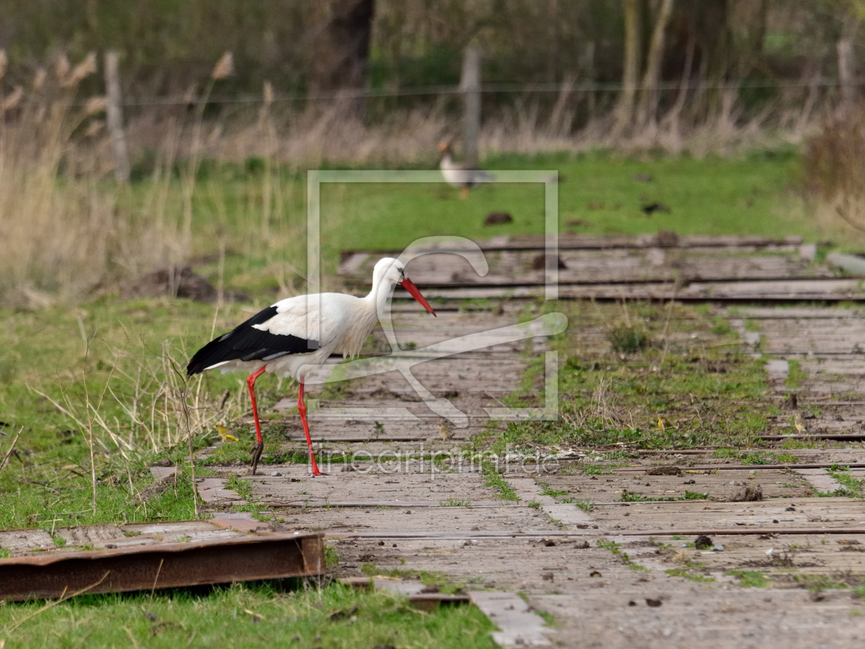 Bild-Nr.: 11838211 Storch auf dem Weg erstellt von MD-Photography