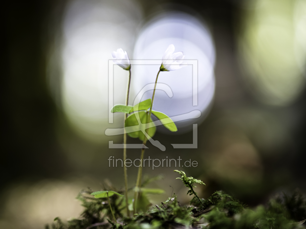 Bild-Nr.: 11838261 Blüten im Gegenlicht erstellt von Ritsch  Euler