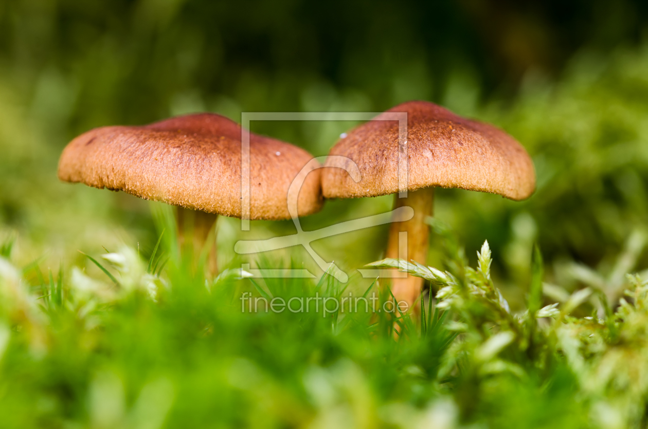 Bild-Nr.: 11838919 Pilze erstellt von AlenaTerbachFotografie