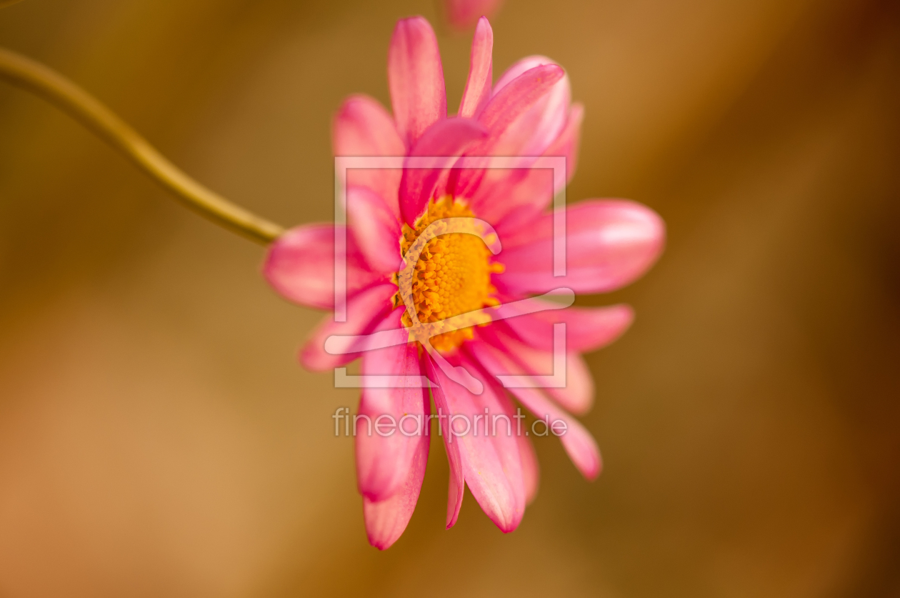 Bild-Nr.: 11838985 Blümchen erstellt von AlenaTerbachFotografie