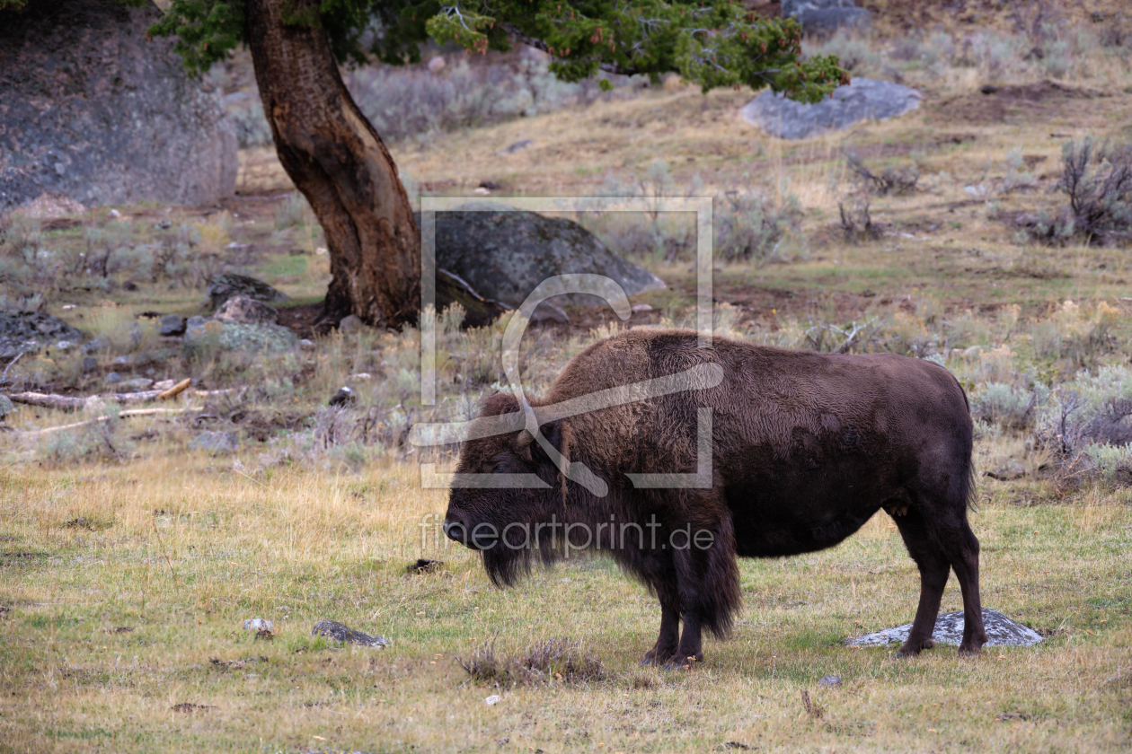 Bild-Nr.: 11839075 Buffallo erstellt von TomKli