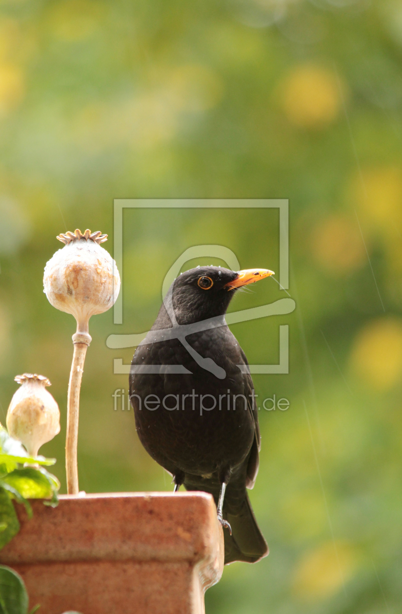 Bild-Nr.: 11839269 Amsel im Regen  erstellt von Heike  Hultsch