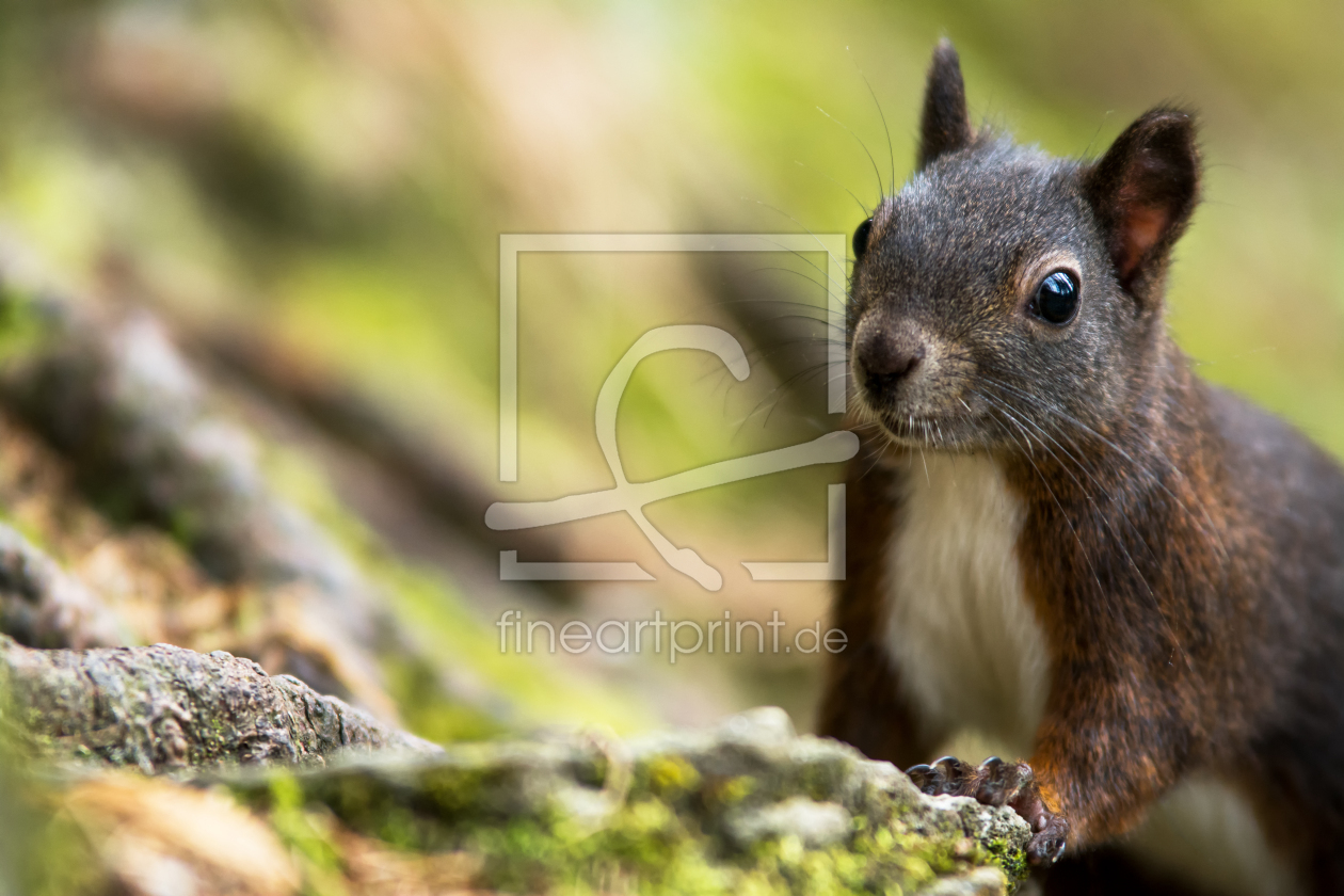 Bild-Nr.: 11839395 Hörnchen erstellt von AlenaTerbachFotografie