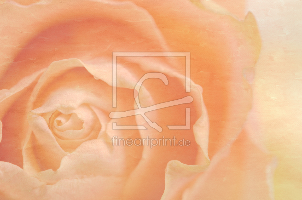 Bild-Nr.: 11839635 Soft Rose erstellt von Rolf Eschbach