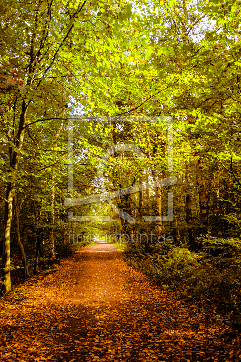 Bild-Nr.: 11839639 Der Weg in den Herbst erstellt von Mohr-Moments-Photography