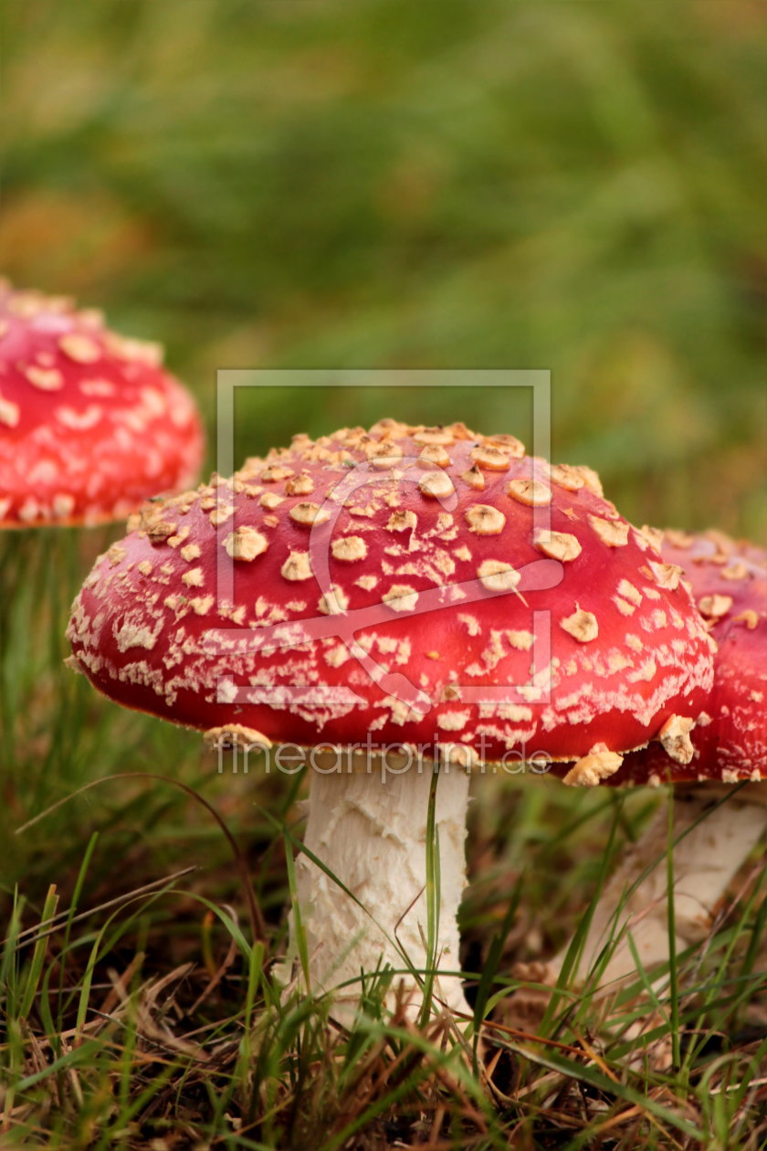 Bild-Nr.: 11839693 Fliegenpilz Hochformat erstellt von Heike Hultsch