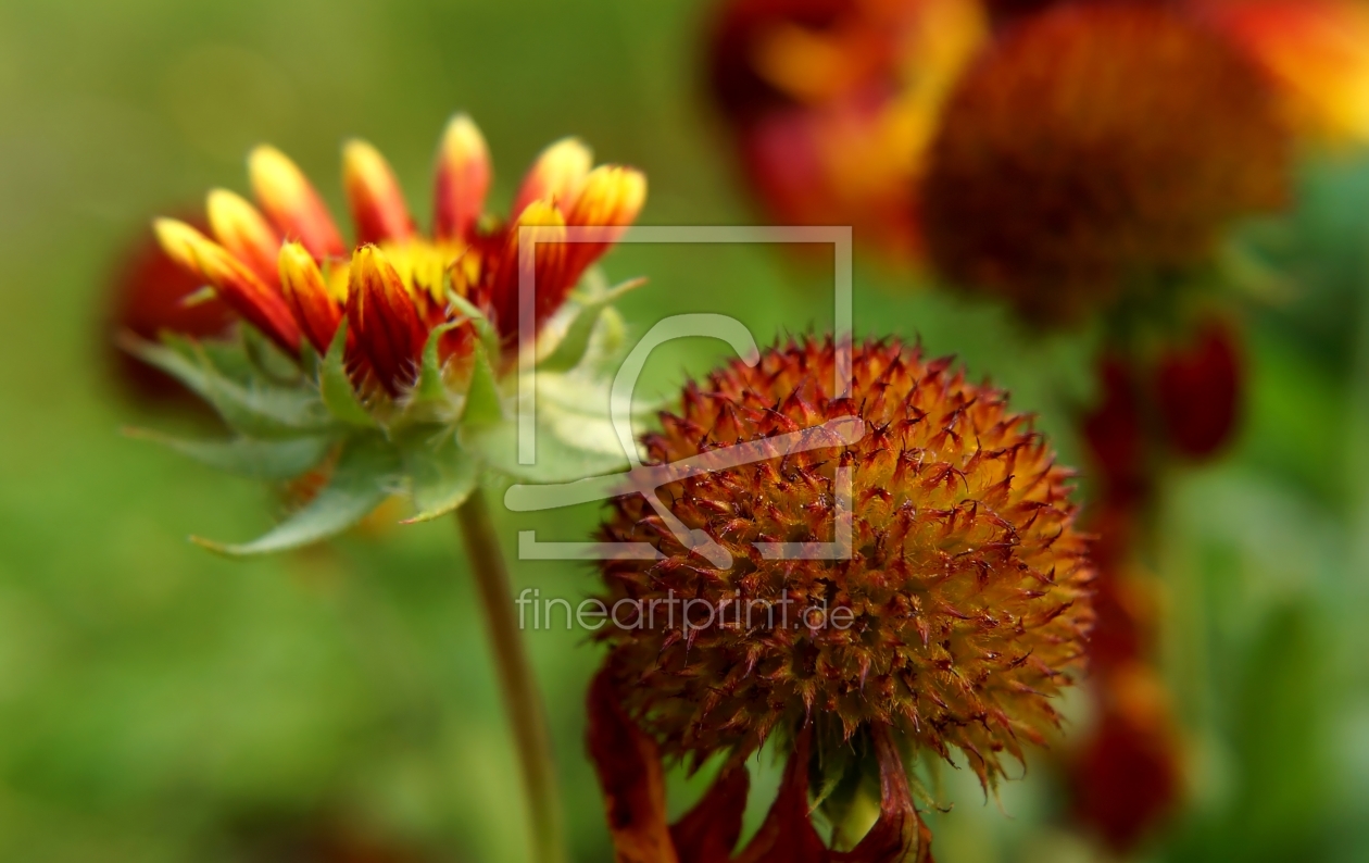 Bild-Nr.: 11839937 Kokardenblumen erstellt von MoNoir