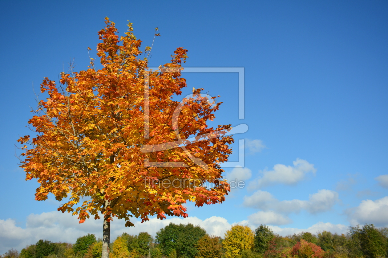 Bild-Nr.: 11840005 Im Herbstkleid erstellt von GUGIGEI