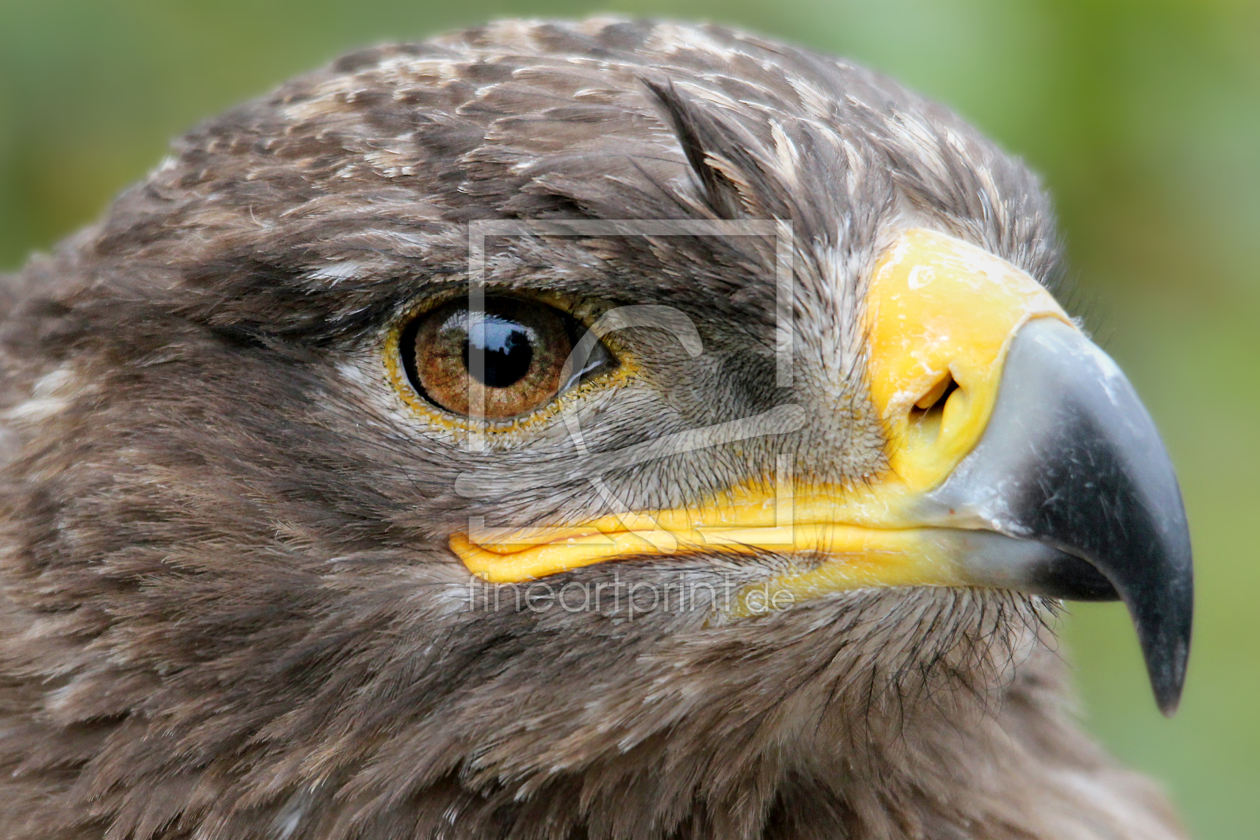 Bild-Nr.: 11840431 Steppenadler erstellt von Matthias Besant