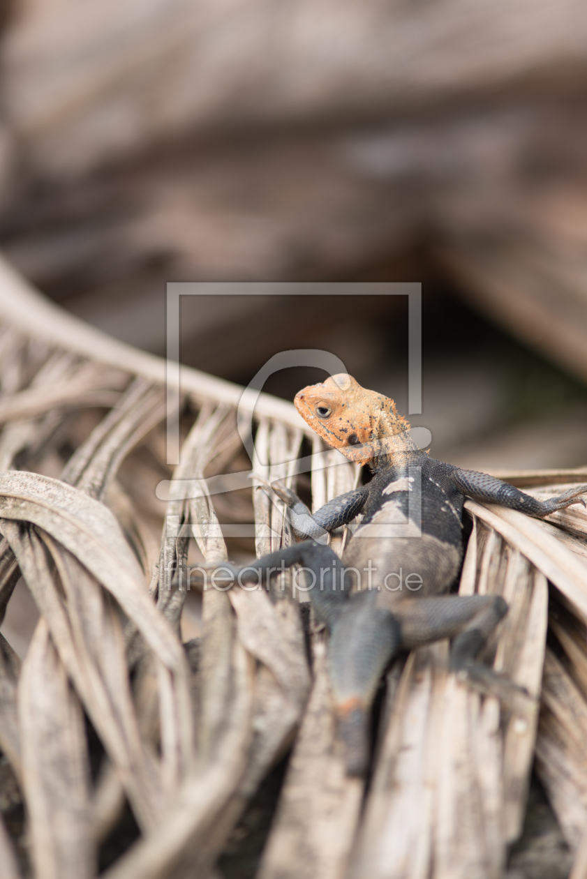 Bild-Nr.: 11840545 Agama Agama auf der Lauer erstellt von KundenNr-324339