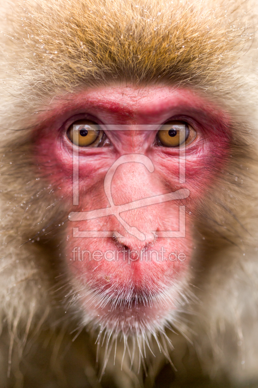 Bild-Nr.: 11840647 Japanischer Snow Monkey in Nagano erstellt von eyetronic