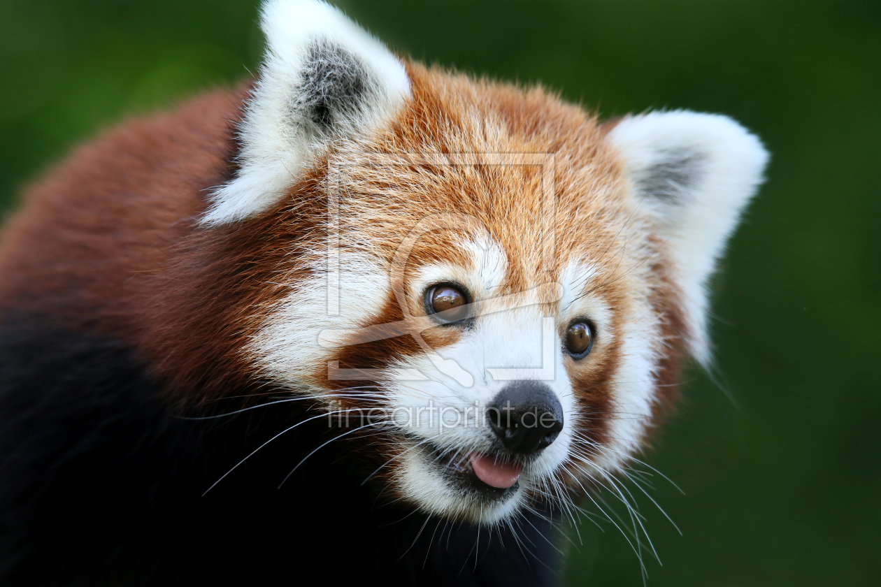 Bild-Nr.: 11841729 Roter Panda / Kleiner Panda / Katzenbär erstellt von Matthias Besant