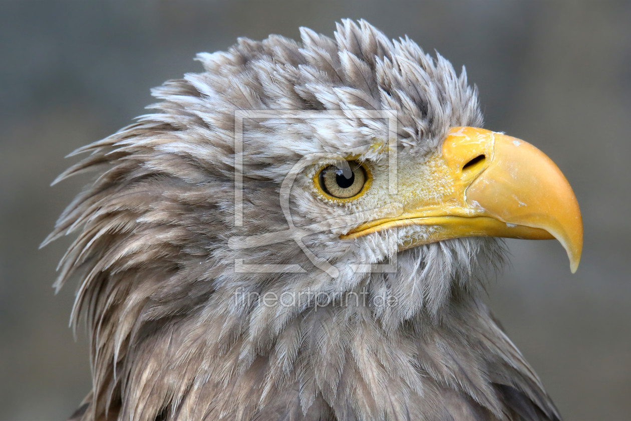 Bild-Nr.: 11841759 Seeadler / Europäischer Seeadler erstellt von Matthias Besant