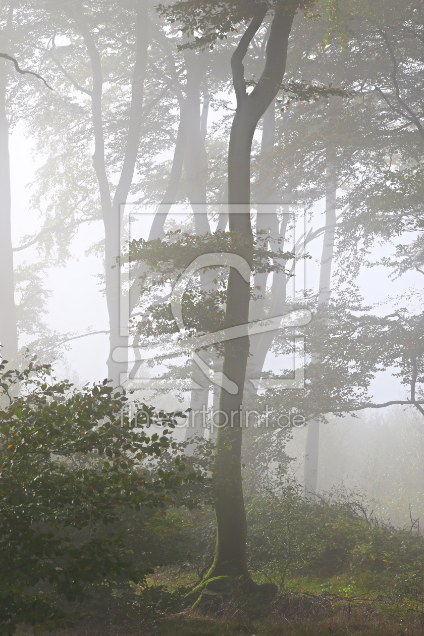 Bild-Nr.: 11841895 Herbstwald erstellt von falconer59