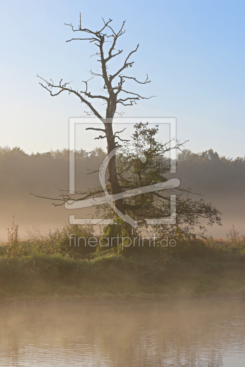 Bild-Nr.: 11841901 Der tote Baum im Frühnebel erstellt von falconer59
