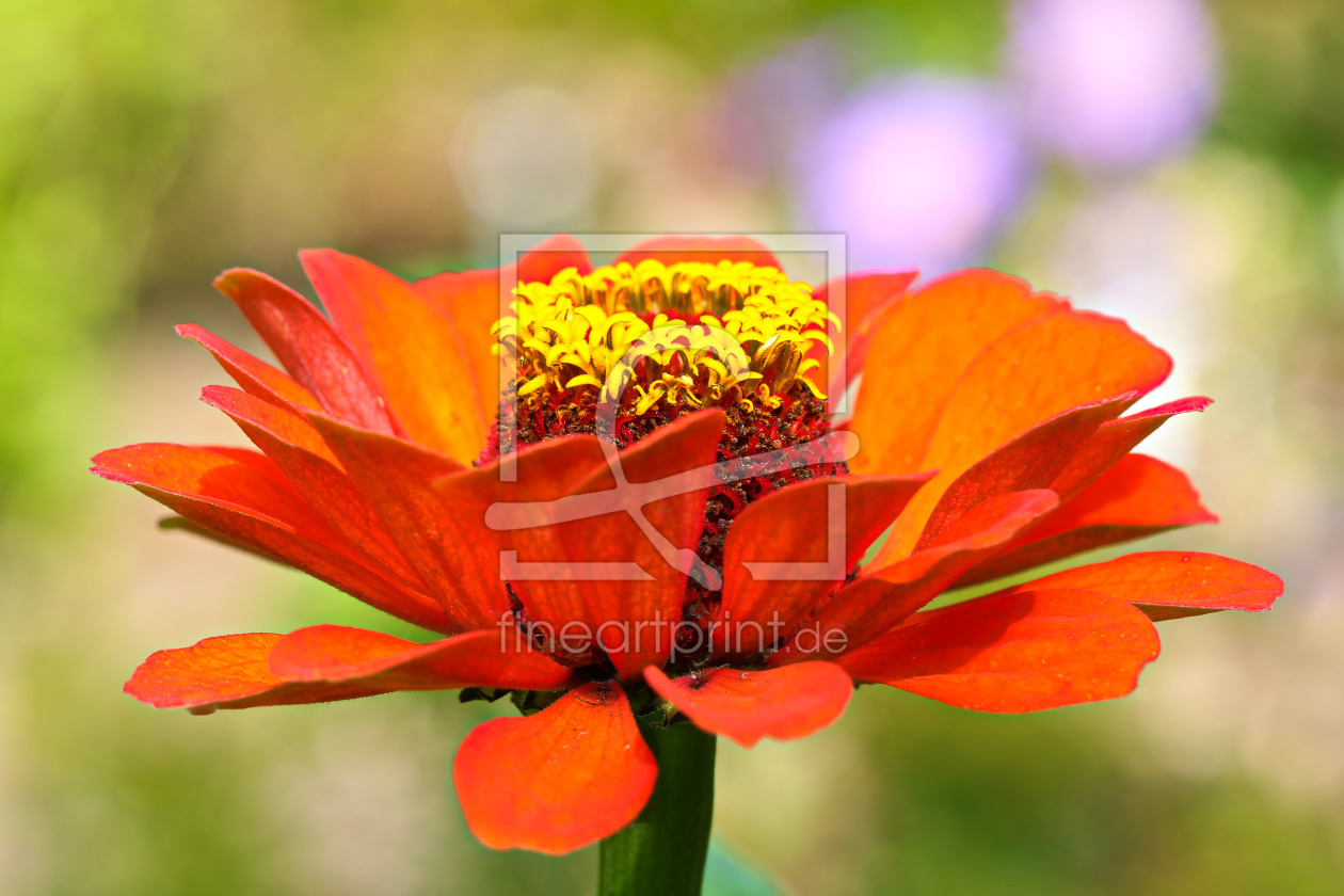 Bild-Nr.: 11841905 Zinnienblüte erstellt von falconer59