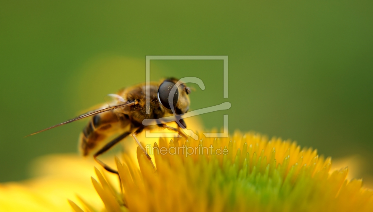 Bild-Nr.: 11841919 Biene erstellt von MoNoir