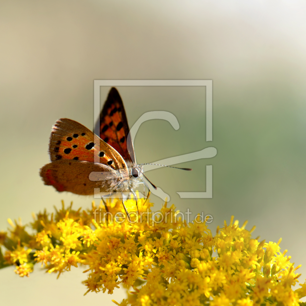 Bild-Nr.: 11842309 Schmetterling erstellt von Atteloi