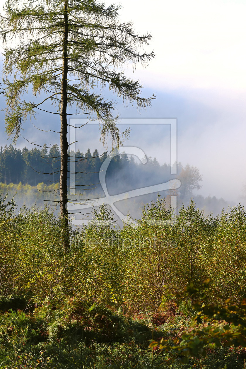 Bild-Nr.: 11842563 Blick ins Tal erstellt von falconer59