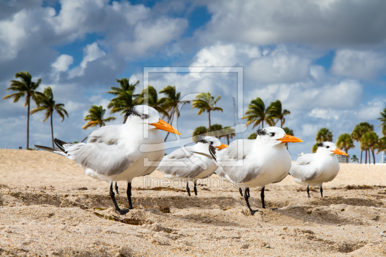 Bild-Nr.: 11842675 Four terns lined up on the beach erstellt von Circumnavigation