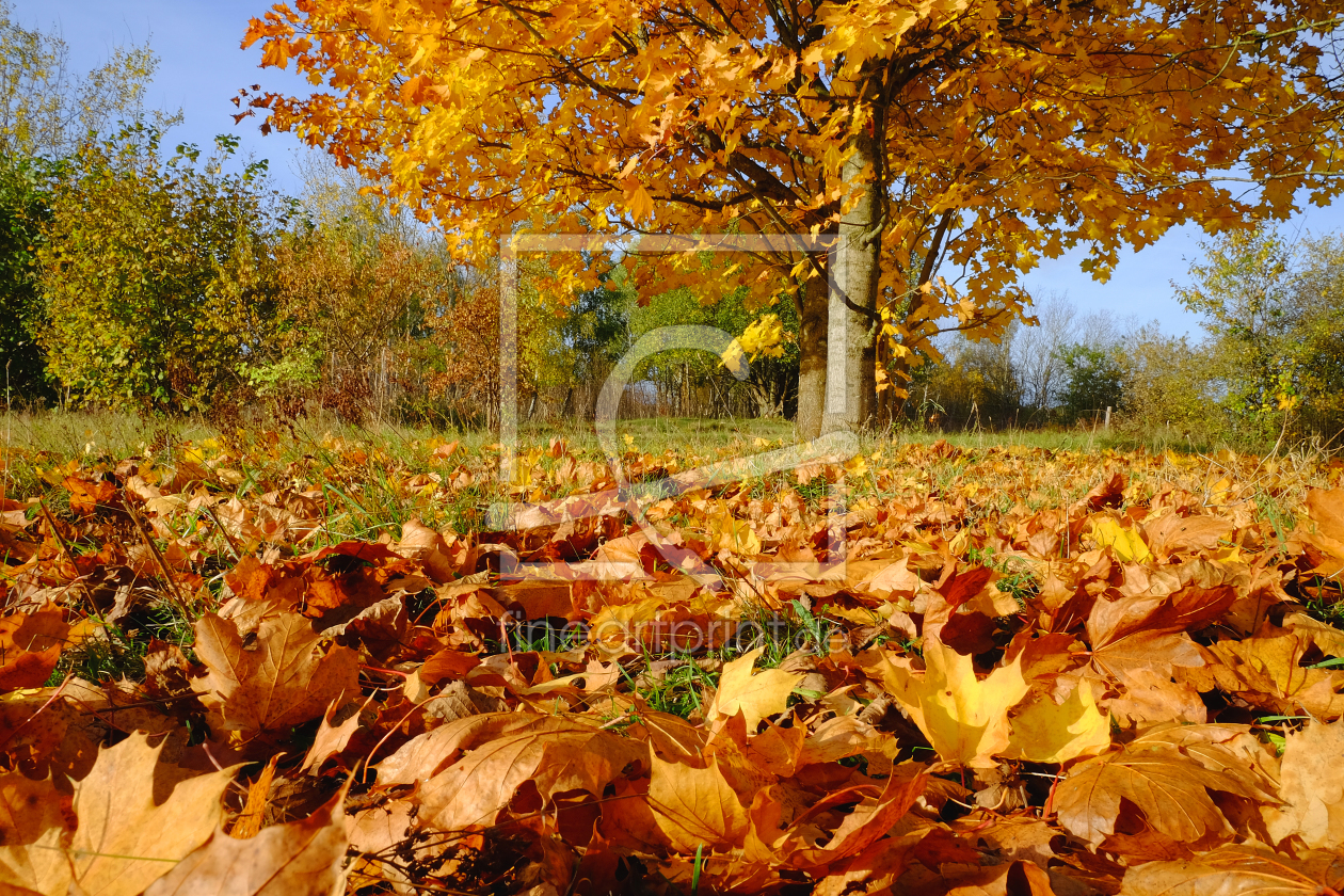 Bild-Nr.: 11843215 Ahornherbstblätter erstellt von Ostfriese