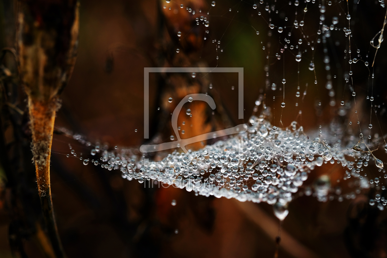 Bild-Nr.: 11843433 Herbstmakrovorhang erstellt von Ostfriese