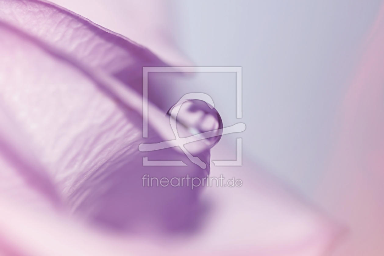 Bild-Nr.: 11843735 La Rose Bild-Nr.: 11843735 La Rose erstellt von youhaveadream