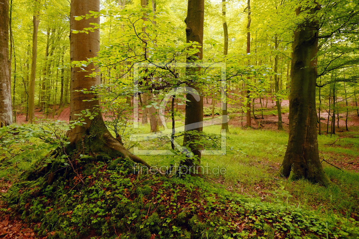 Bild-Nr.: 11843923 Es wird Frühling  im Wald erstellt von Ostfriese