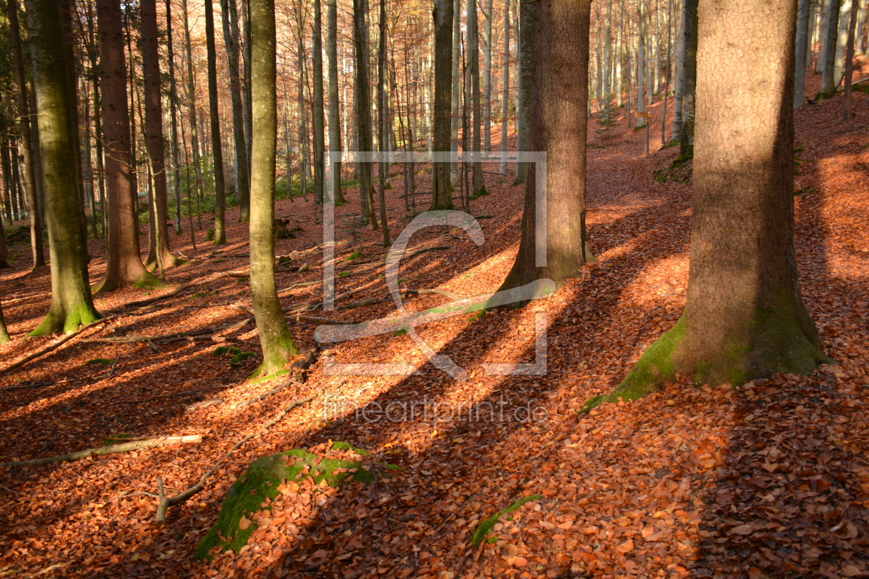 Bild-Nr.: 11844257 Licht im Herbstwald erstellt von GUGIGEI