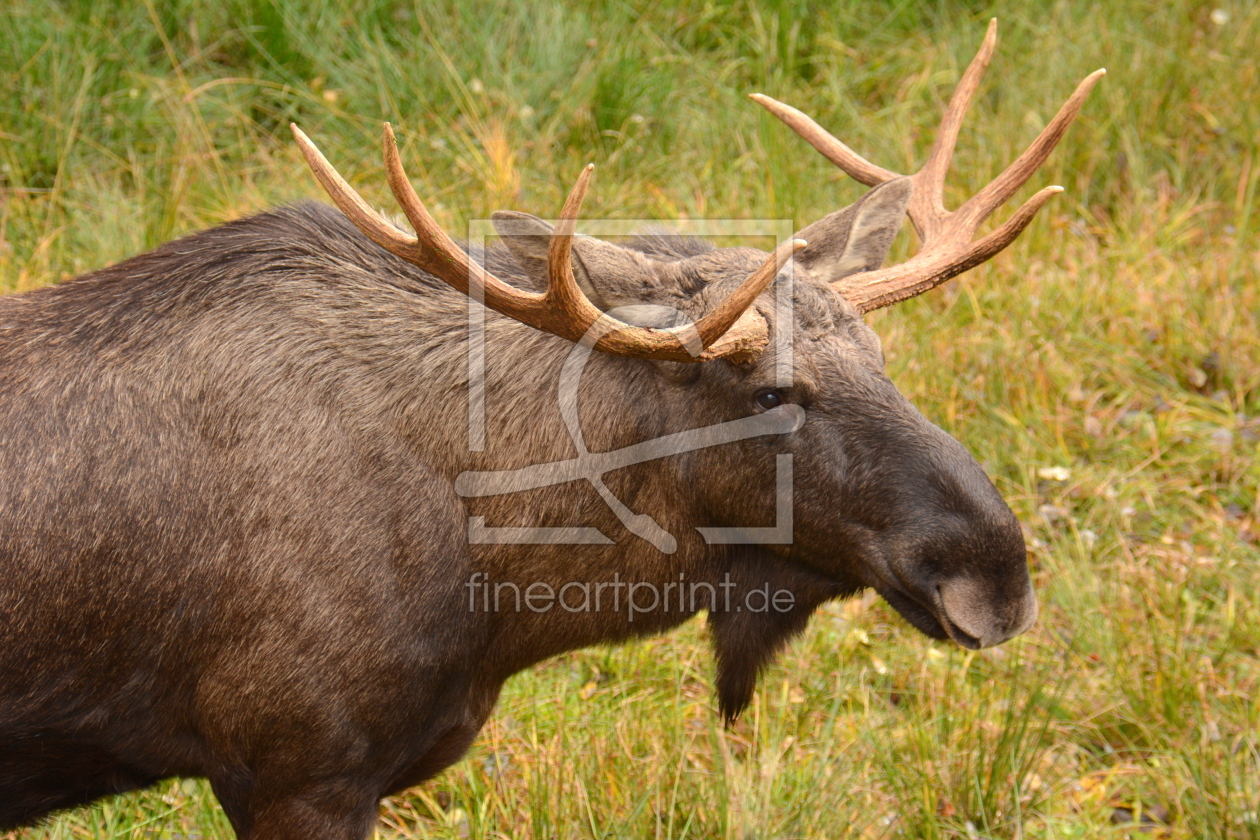 Bild-Nr.: 11845005 moose erstellt von GUGIGEI