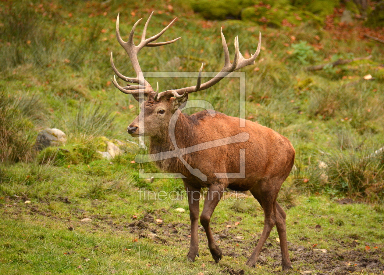 Bild-Nr.: 11845019 Platzhirsch erstellt von GUGIGEI