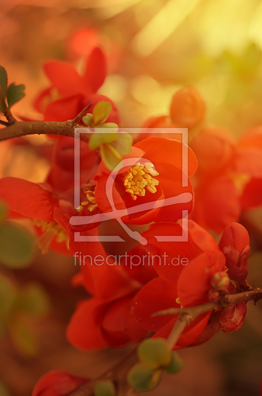 Bild-Nr.: 11845061 Blüten in Rot erstellt von zwergl0611