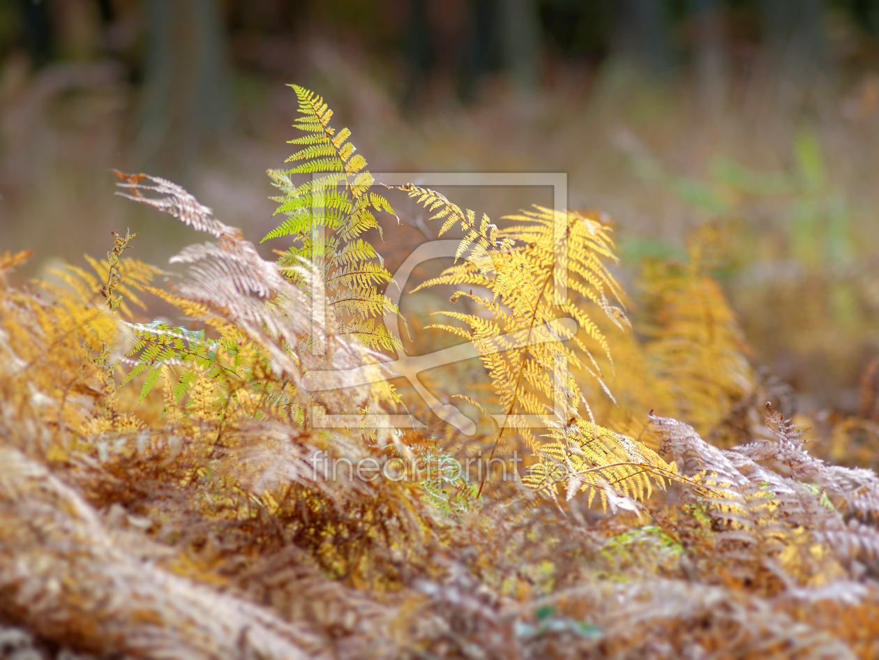 Bild-Nr.: 11845225 Herbstimpression erstellt von Rolf Eschbach