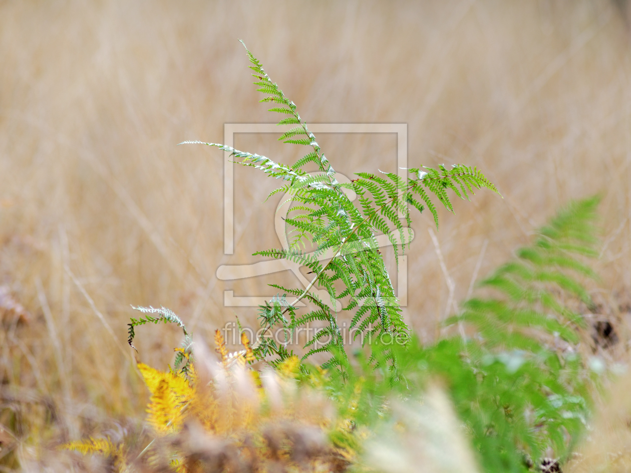 Bild-Nr.: 11845227 Herbstimpression 2 erstellt von Rolf Eschbach