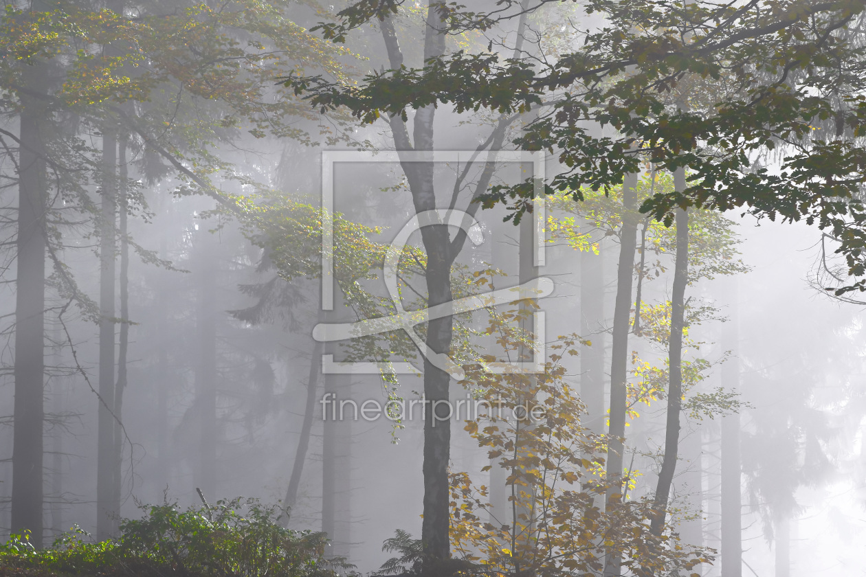 Bild-Nr.: 11845483 Mischwald erstellt von falconer59