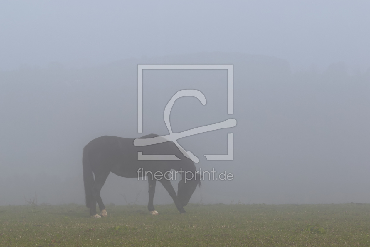 Bild-Nr.: 11845489 Allein im Nebel erstellt von falconer59