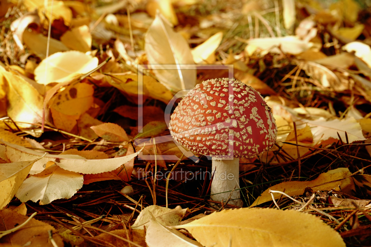 Bild-Nr.: 11845679 Herbstsonnenmorgen erstellt von Ostfriese