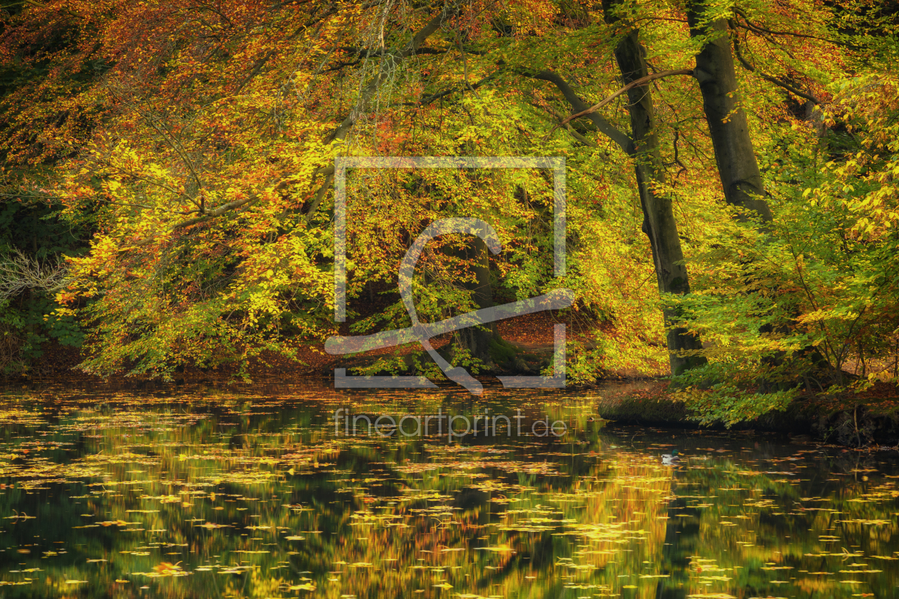 Bild-Nr.: 11845719 Herbst am Teich erstellt von Daniela Beyer