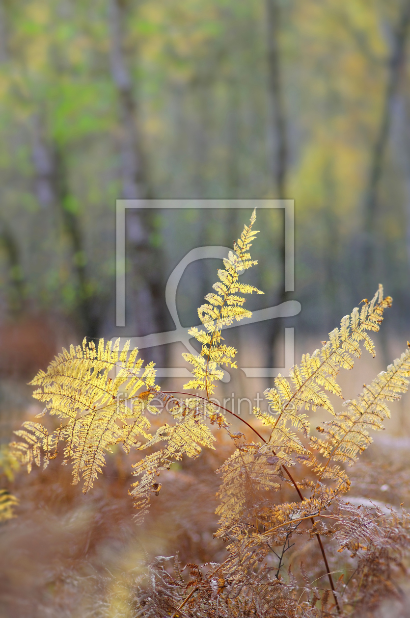 Bild-Nr.: 11845865 Im Herbstwald erstellt von Rolf Eschbach