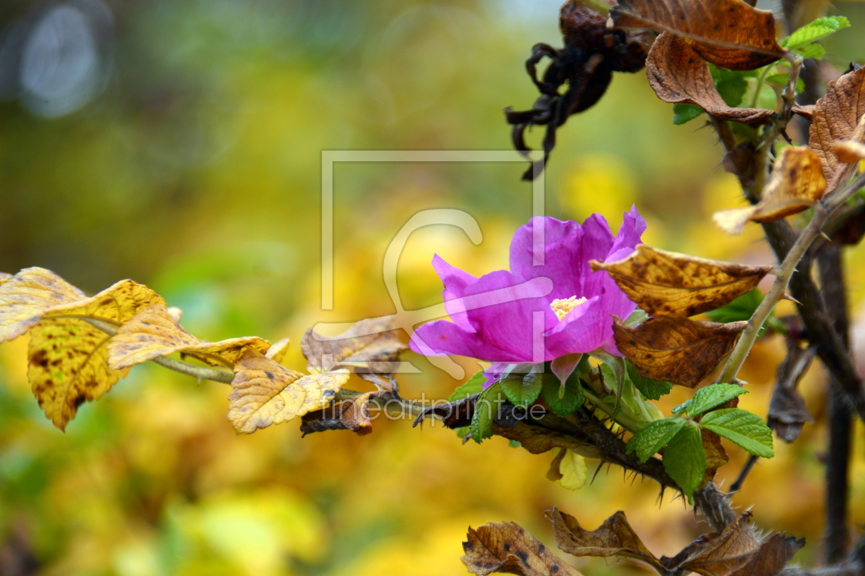 Bild-Nr.: 11846093 Heckenrose im Herbst erstellt von GUGIGEI