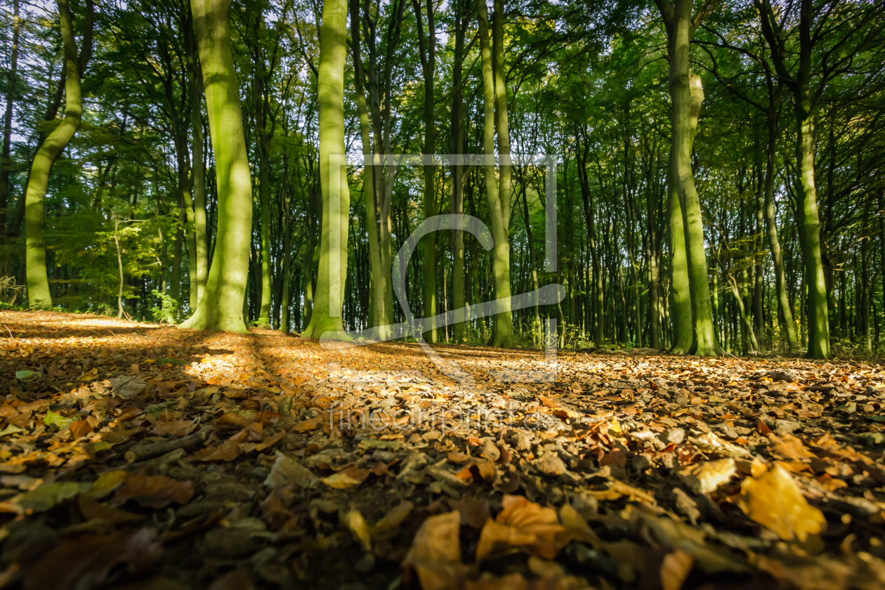 Bild-Nr.: 11847013 Herbstwald II erstellt von Marschel