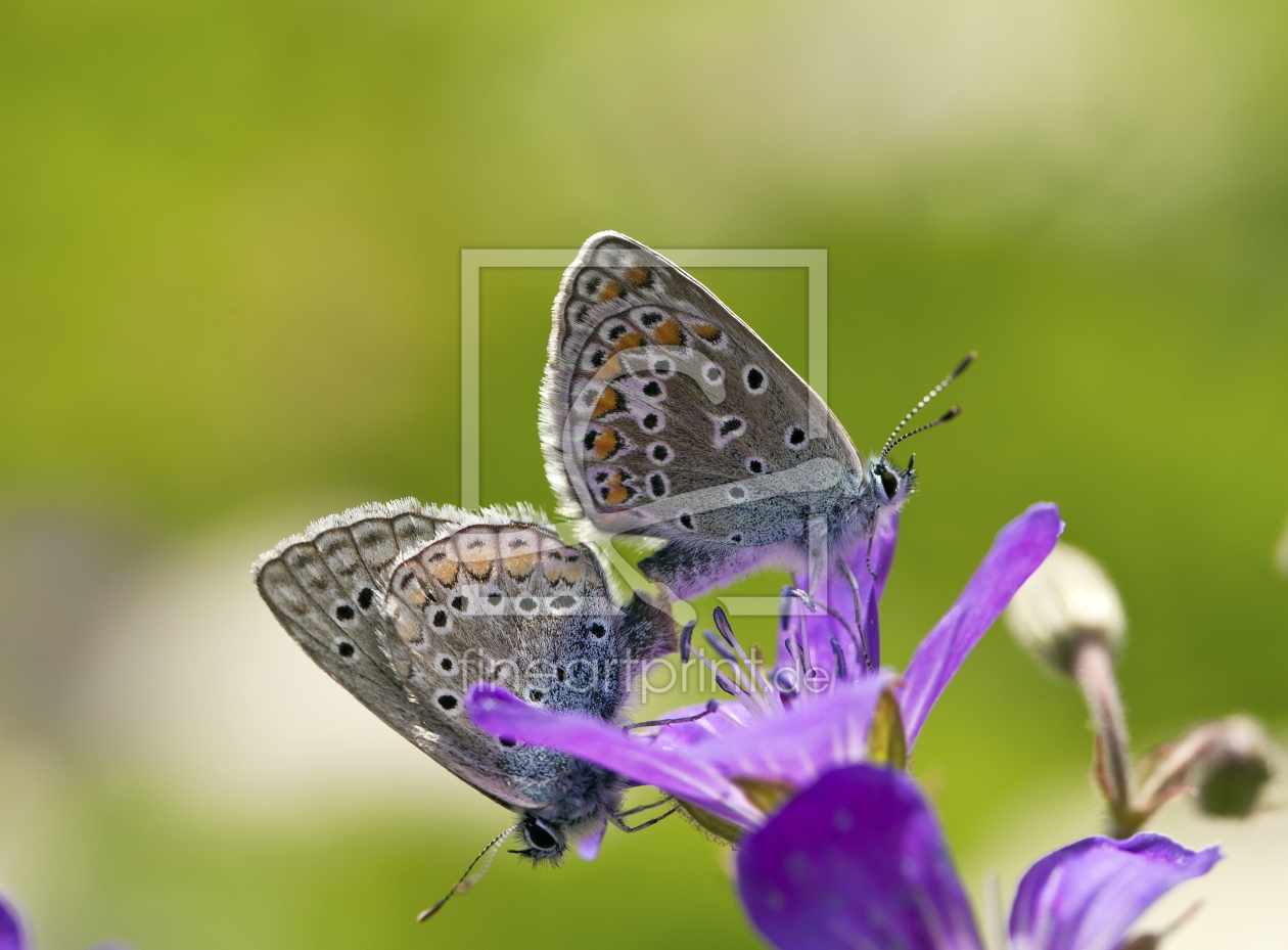 Bild-Nr.: 11847163 Schmetterlinge paaren sich erstellt von digidias