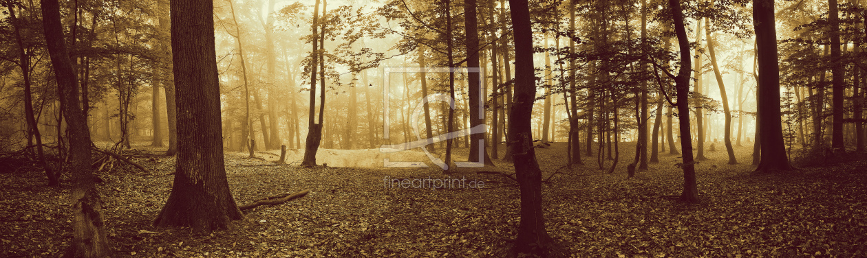 Bild-Nr.: 11847367 Waldpanorama mit Sonne und Nebel erstellt von KundenNr-294480