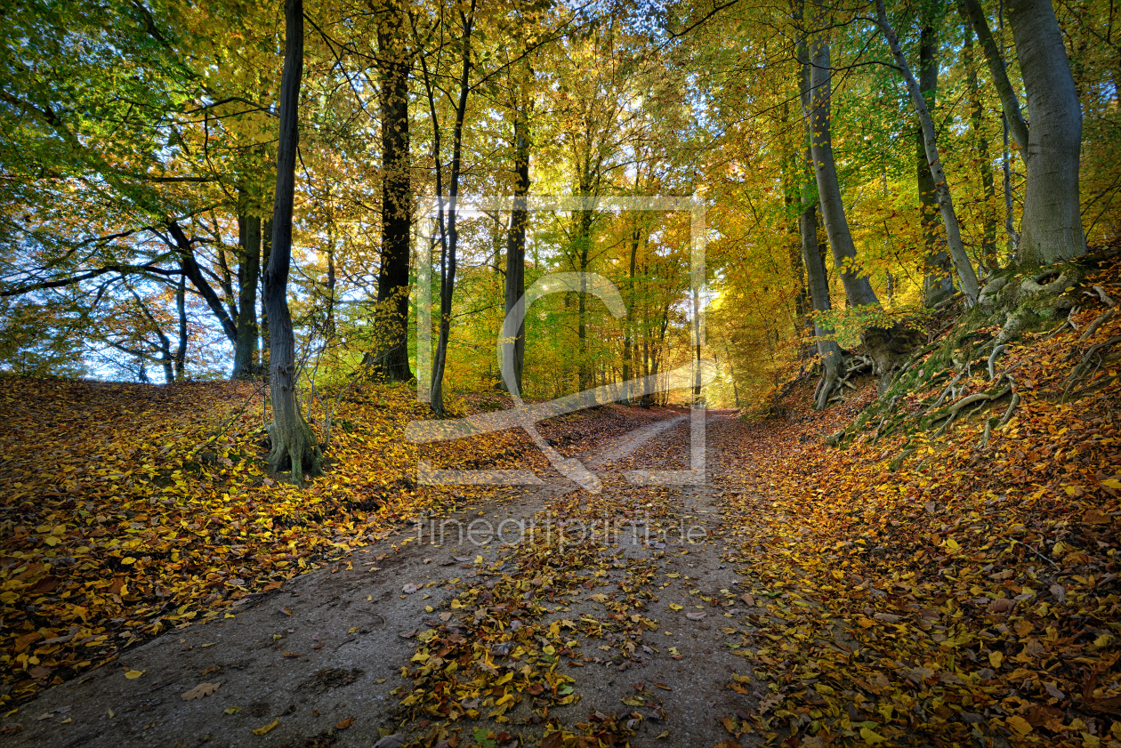 Bild-Nr.: 11848323 Herbst im Wald erstellt von Rebel